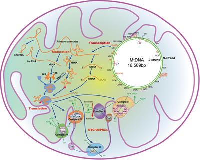 Mitoepigenetics and Its Emerging Roles in Cancer